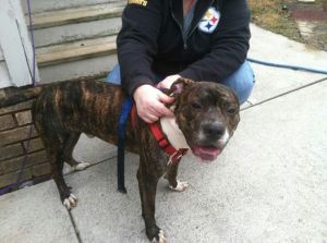 Found wandering around W. 129th in Cleveland. Contact  Adrienne  440 856 6511 if you recognize this dog.