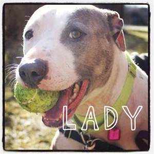 From Lake Humane Society:  Lady is just adorable! She is a 4-year-old Pit Bull Terrier mix. She was surrendered to LHS because her previous owner had too many pets and couldn't care for her. She is very active and would require lots of walks and exercise. Lady LOVES playing fetch with her tennis ball. She never gets sick of chasing after it! Lady would love a fenced in yard where she can chase after her ball and play with her family. For more info, visit: http://www.lakehumane.org/dogs.html